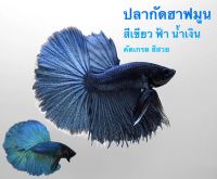 ปลากัดฮาฟมูน betta HM เพศชาย หญิง คละ สี