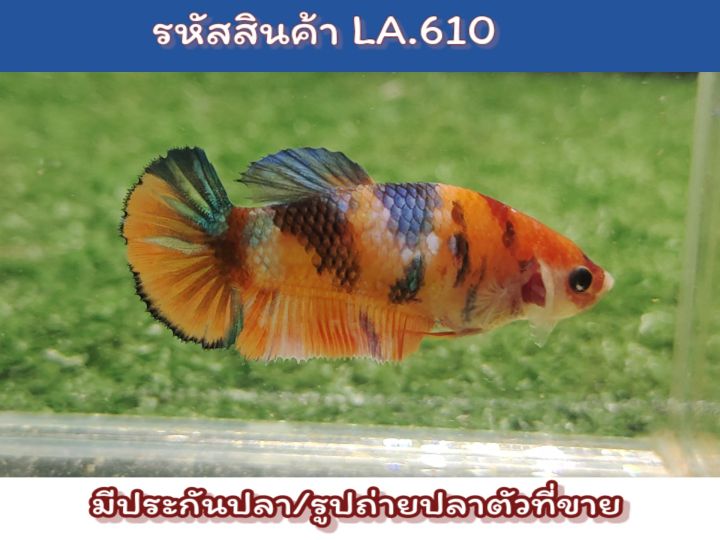 ปลากัดนีโม่เพศเมีย-พี่อมรัด-ไข่แน่นๆ-ขนาด1-4-1-5-นิ้ว