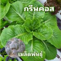 เมล็ดพันธุ์สลัด กรีนคอส 60 เมล็ด เมล็ดเคลือบ เมล็ดพันธุ์นำเข้า อัตราการงอกสูง