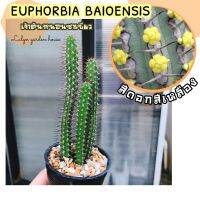 ??เจ้าต้นหนอนชาเขียว ? EUPHORBIA BAIOENSIS ไม้เลื้อย ดอกสีเหลือง ?