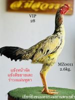 ไข่เชื้อไก่ชน สายเลือดส.มีสุวรรณ จัดตามชุดในภาพ ราคาต่อ4ฟอง