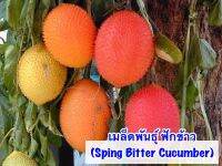 เมล็ดฟักข้าว10เมล็ดพันธุ์ ฟักข้าว (Sping Bitter Cucumber) กินยอดและผลอ่อนกินยอดและผลอ่อน รสอร่อย