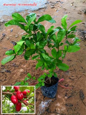 ต้นมิราเคิล หรือต้น มหัศจรรย์ (ตอนกิ่ง) ต้นเตี้ย ลูกสีแดงกินได้ รสชาติเปรี้ยวหวานอร่อย
