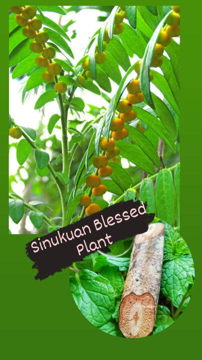 Sinukuan Plant Mariang Sinukuan Blessed Plant seedlings | Lazada PH