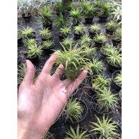 Tillandsia Huamelula(ฮัวเมลูล่า)