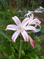 Crinum. baconi Bayou Belle เป็นพลับพลึงนำเข้า หัวขนาดที่ขายประมาณหอมหัวใหญ่