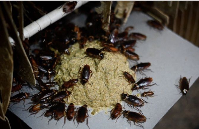 เลิฟเพจ-คลอร์ฟีนาเพอร์-สารกำจัดแมลงและสัตว์รบกวน
