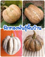 เมล็ดพันธุ์ฟักทองชุดรวม 4 ชนิด  30 เมล็ด  (เมล็ดพันธุ์สามารถปลูกขยายพันธุ์ต่อได้)