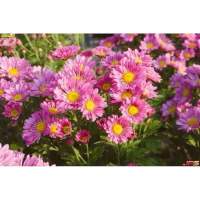 เมล็ดพันธุ์ ดอกเดซี่ สีชมพู (Silver Princess Shasta Daisy Seed) บรรจุ 10 เมล็ด คุณภาพดี