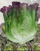 เมล็ดพันธุ์ ผักกาดหอมอิตาลี สีแดงอ่อน (Red ltalian lettuce seed )บรรจุ 100 เมล็ด หัวใหญ่ กรอบ หวาน