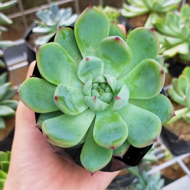 Echeveria Cat's Claw Succulents Lazada PH