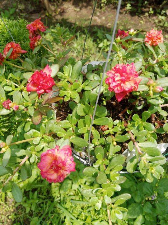 Vietnam Rose peach Live plant with FREE fertilizer Lazada PH