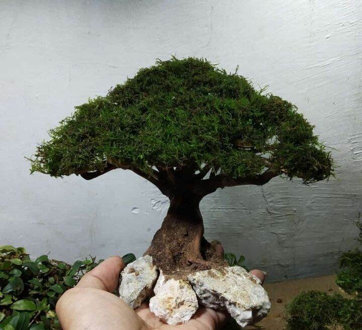 bonsai aquascape beringin ukuran p20.cm plus planting mosjava Lazada