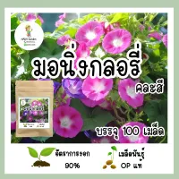 เมล็ดพันธุ์ มอนิ่งกลอรี่ คละสี 100 เมล็ด อัตราการงอกสูง