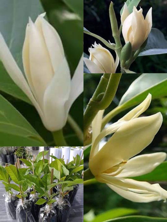 ต้นจำปา#ดอกเป็นสีขาวนวล มีกลิ่นหอมแรง ดอกบานได้ทนกว่าดอกจำปาดั้งเดิม เวลามีดอกดกและดอกบานพร้อมกันทั้งต้นจะดูสวยงามพร้อมส่งกลิ่นหอม