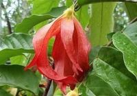 ต้นสายหยุด ดอกสีแดง มีกลิ่นหอมละมุน แบบกิ่งตอน ขนาด 40-50 ซม.