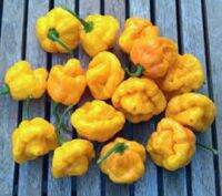 เมล็ดพันธุ์ พริกจาไมก้า สีเหลือง ( Yellow Jamaica Pepper Seed ) ความเผ็ด 100,000-300,000 SHU บรรจุ 5 เมล็ด