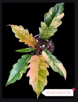 ?
ฟิโลเดนดรอนพิณนาคด่างชมพู ?(Philodendron Caramel Marble Variegated)