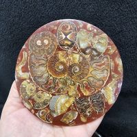 ฟอสซิลหอย แอมโมไนท์ แอมโมไนต์ ฟอสซิล(Ammonite)พร้อมขาตั้งไม้