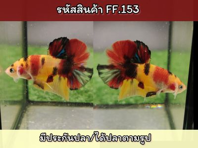ปลากัดนีโม่เพศผู้ สีสวยพร้อมรัด ขนาด1.4-1.5 นิ้ว