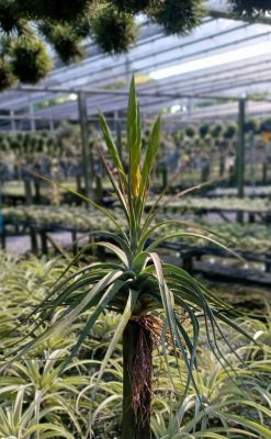 Tillandsia concolor ไม้รากอากาศ