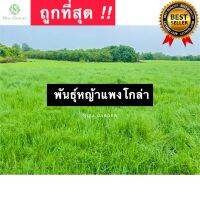 บรรจุ 10 กิโลกรัม พันธุ์หญ้าแพงโกล่าสำหรับปลูก หญ้าเลี้ยงสัตว์ หญ้าแพงโกล่า