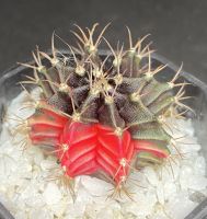 ยิมโนด่าง MondMage Cactus