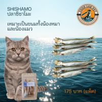 Shishamo ปลาชิชาโมะ ขนมสำหรับน้องแมว-น้องหมา Food Lab Pet