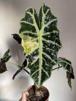 Alocasia Amazonica Aurea ส่งแบบเหง้าลุ้นด่างเหลืองไม้ตัวใหม่แรร์ไอเทมน่าสะสม