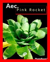 สับปะรดสี แอคเมีย/ Aec. Pink rocket/ไม้สะสมหายากฟอร์มกะหล่ำปลี ฟอร์มต้นใหญ่ เมื่อโตเต็มที่จะใบจีบ ดอกสวยมาก เลี้ยงง่ายแดดได้ ร่มได้