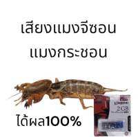 USB เสียงล่อแมงจีซอน แมงกระชอน ได้ผล100%