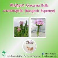 หัวปทุมมา พันธุ์ บางกอกซูพรีม 5 หัว (Curcuma bulbs : Bangkok Supreme 5 bulbs)