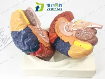 Quy trình và kỹ thuật mô hình não người trong nghiên cứu và giảng dạy