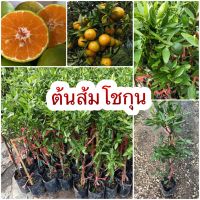 ส้มโชกุน??ต้นพร้อมปลูก 1-2 ปีติดผล ปลูกใส่เข่งได้ เป็นพันธุ์ที่ได้รับความนิยมมากที่สุด มีลักษณะคล้ายส้มเขียวหวาน มีเนื้อแน่น สีสันสวยงาม รสชาติหวานแหลมอมเปรี้ยวเล็กน้อย