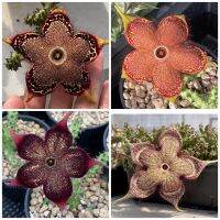 พรมเปอร์เซีย Edithcolea grandis ดอกสวยๆ มีรากแข็งแรง