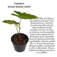 . ว่านมเหศวร 

สายพันธุ์เก่า