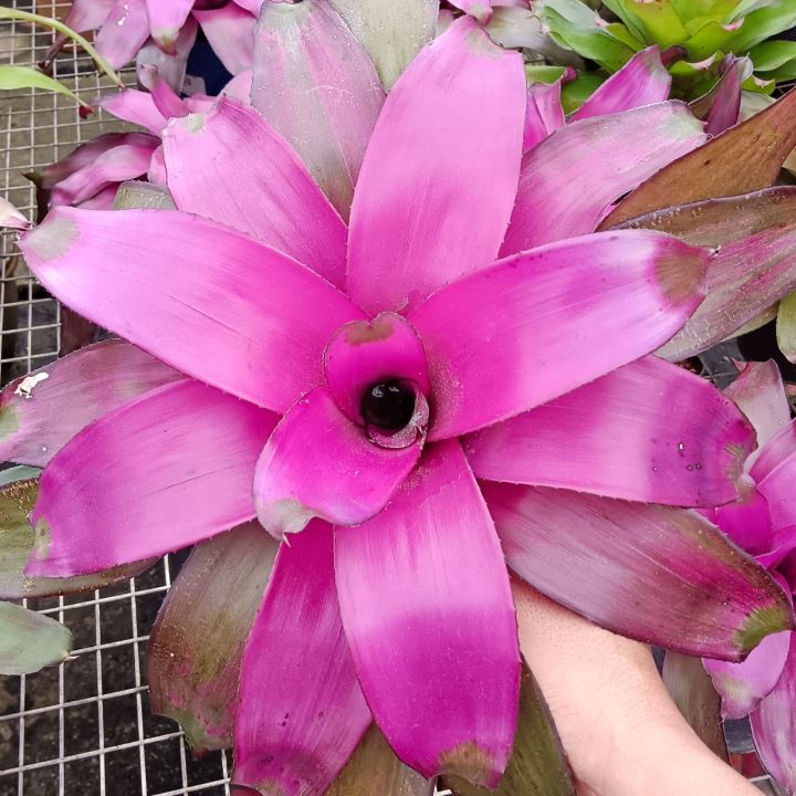 Bromeliad - Neoregelia Purple Star | Lazada