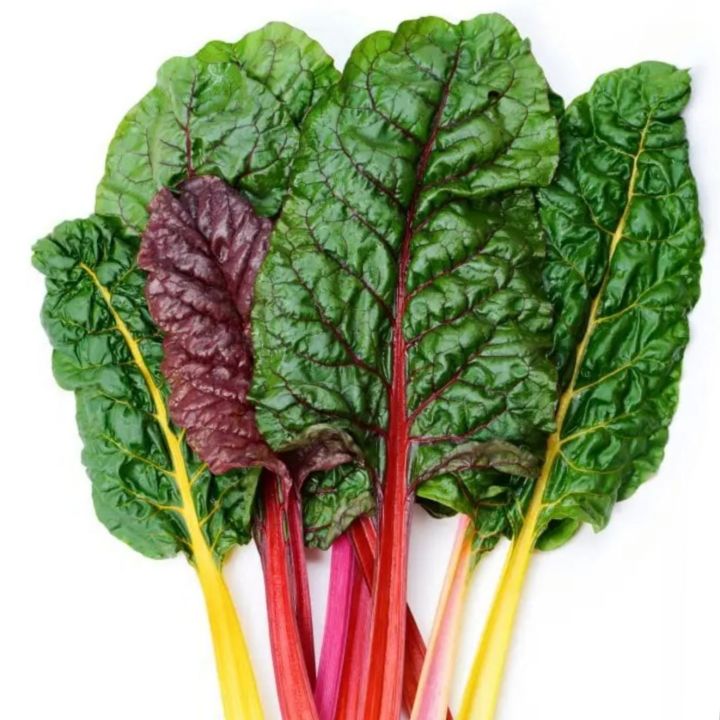 สวีสชาร์ด-สีรุ้งมิกซสตาร์-สวีสชาร์ดแดง-swiss-chard