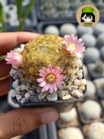 แมมขนนกเหลือง ดอกชมพู (Mammillaria schiedeana Ehrenb. ex Schltdl.)