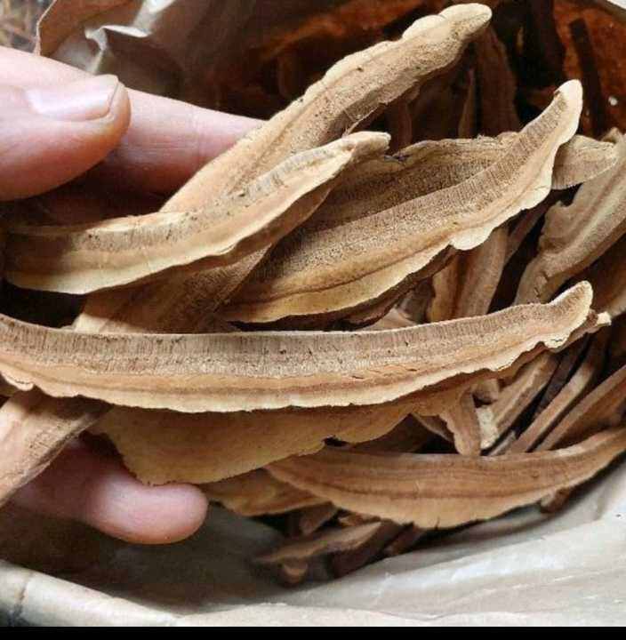 Jamur Lingzhi iris Kering 100gr Jamur ling zhi Lazada Indonesia