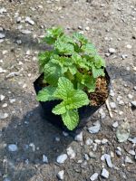 peppermint plant ต้นสะระเเหน่ ? ( ซื้อ 3 ต้น เเถม 1ต้น) #ผักสวนครัว #ปลูกผักกินเอง