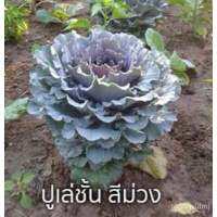 เมล็ดพันธุ์ ปูเล่ ชั้น สีม่วง ( Purple Ornamental Cabbage ) บรรจุ 10 เมล็ด