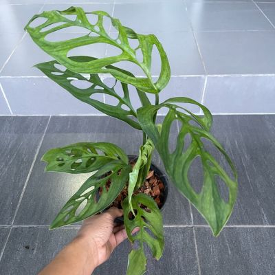 พลูฉลุยักษ์ esqueleto monstera esqueleto กระถาง 6นิ้ว