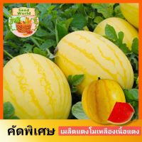 เมล็ดพันธุ์แตงโมเหลือง เนื้อแดง ควีนสวีทส์โกลด์ 10เมล็ด เมล็ดพันธุ์คัดพิเศษ เมล็ดแตงโมนำเข้า ปลูกง่าย รสชาติหวานฉ่ำ ปลูกได้ตลอดปี