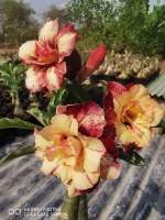 ชวนชม adenium ชวนชมเวียดนาม นำเข้า