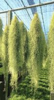 เคราฤาษี spanish moss ยาว 80-100cm