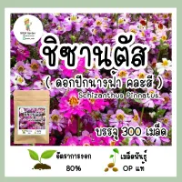 เมล็ดพันธุ์ ชิซานตัส (ดอกปีกนางฟ้า) Schizanthus Pinnatus บรรจุ 300 เมล็ด เมล็ดพันธุ์ OP แท้