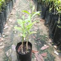 #ต้นผักหวานป่าสีทองยอดเหลือง
  4 ถุง 99 บาท