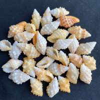 เปลือกหอยสังข์สีเหลืองหายาก 50g yellow seashells วัสดุตกแต่งบ้าน 2-3cm