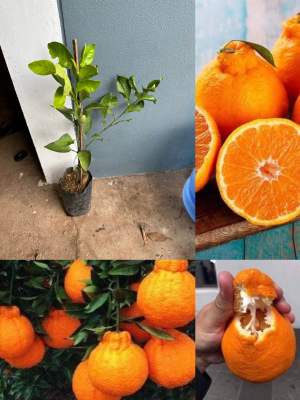 ต้นส้มเดโกปอง เสียบยอด เป็นส้มที่หวานและอร่อยที่สุด ขนาดต้น 50-70 ซม. 1 ปีติดผล